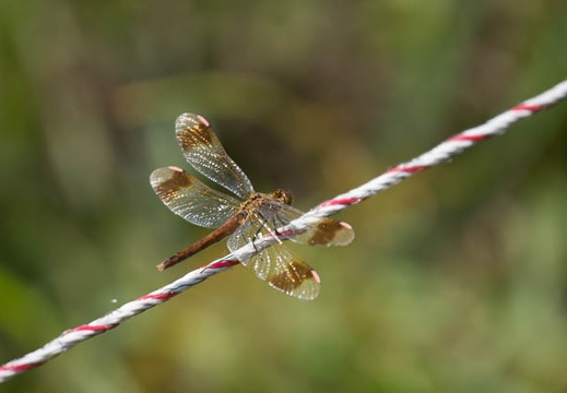 201209051100-DSC09928.jpg