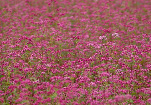 201209051156-DSC09960.jpg