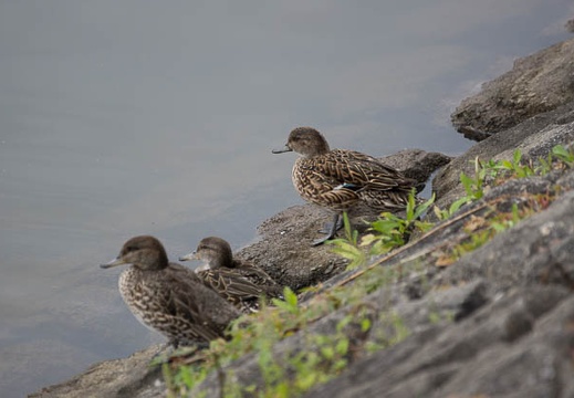 201209111301-DSC00370.jpg
