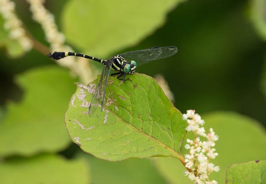 201209111321-DSC00434.jpg