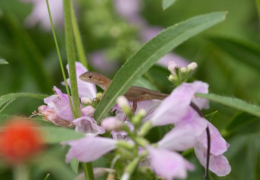 201209111330-DSC00464.jpg