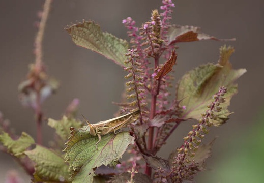 201209111343-DSC00500.jpg