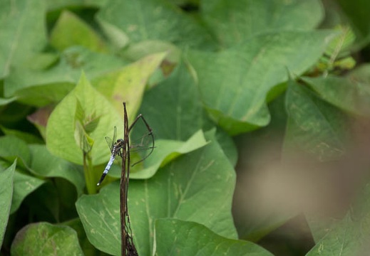 201209111343-DSC00501.jpg