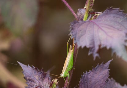 201209111344-DSC00505.jpg