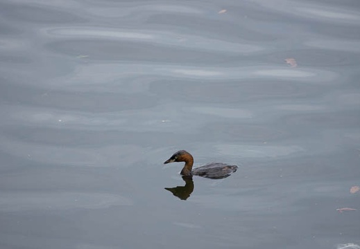 201209111410-DSC00561.jpg