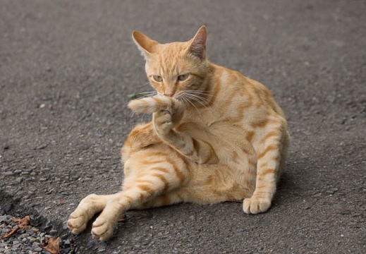 201209111417-DSC00578.jpg