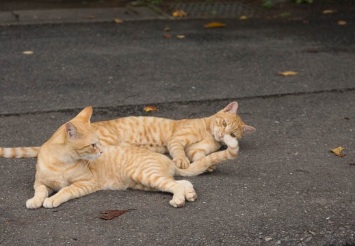201209111420-DSC00590.jpg