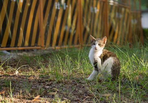 201209121651-DSC00877.jpg