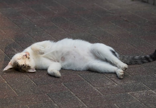 201209121713-DSC00927.jpg