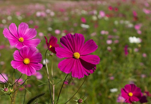 201209130951-DSC01012.jpg