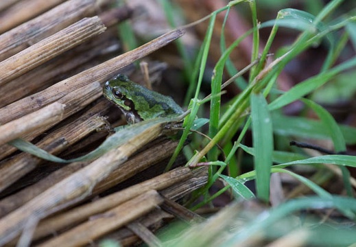 201209231344-DSC02068.jpg