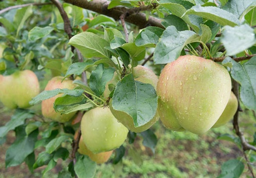 201209231352-DSC02646N.jpg