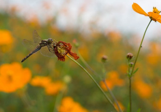 201209291120-DSC03634.jpg