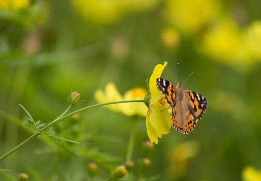 201209291205-DSC03761.jpg