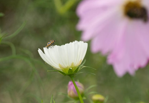 201210031250-DSC04502.jpg