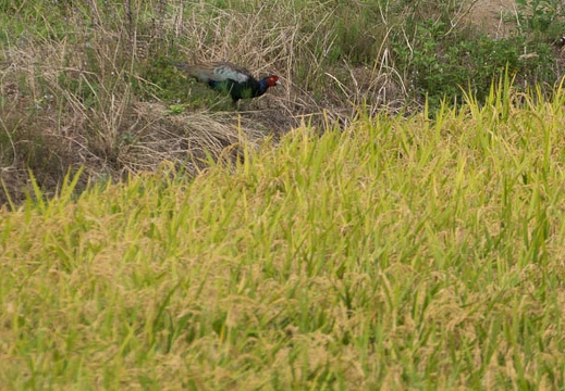 201210031255-DSC04517.jpg