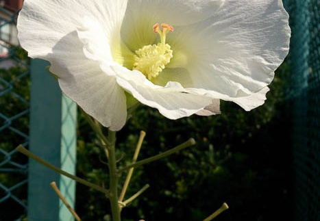 20121011131245-SO-04D.jpg