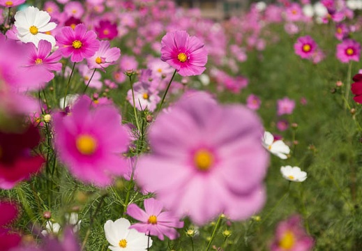 201210151111-DSC05769.jpg