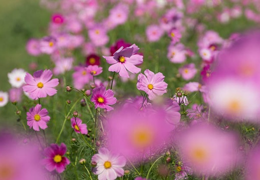 201210151127-DSC05833.jpg