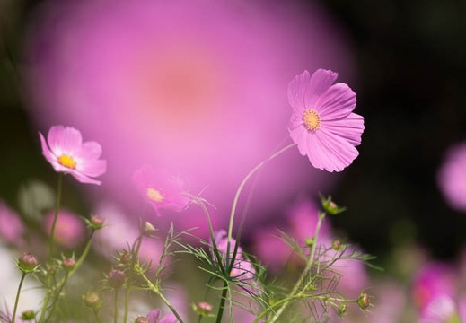 201210151134-DSC05861.jpg