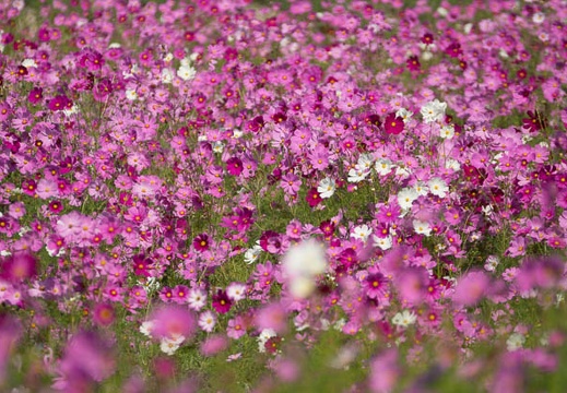 201210151154-DSC05920.jpg