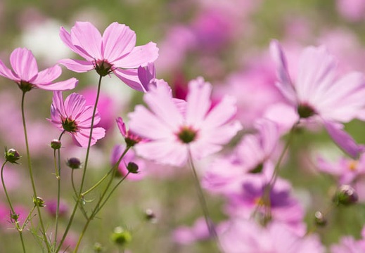 201210151219-DSC06003.jpg