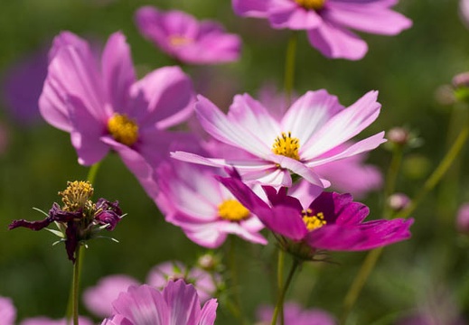 201210151228-DSC06016.jpg