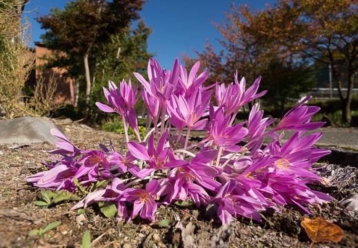 201210220847-DSC07073.jpg