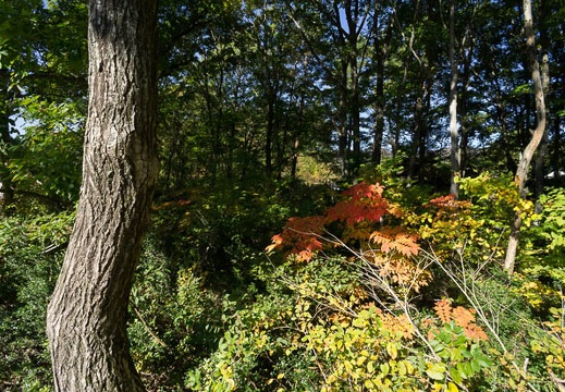 201210220931-DSC04522N.jpg