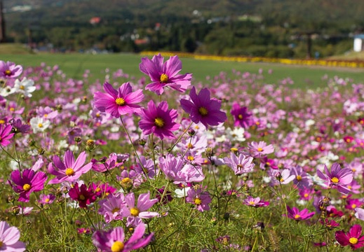 201210221117-DSC07356.jpg