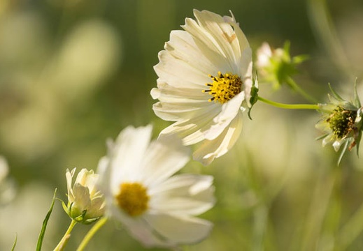 201210241419-DSC07903.jpg