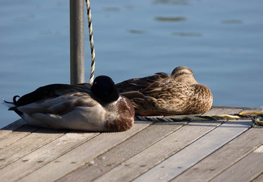 201210291505-DSC09115.jpg