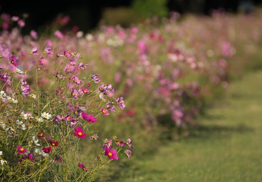 201210291550-DSC09236.jpg