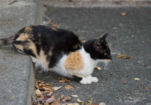 201210301555-DSC09396.jpg