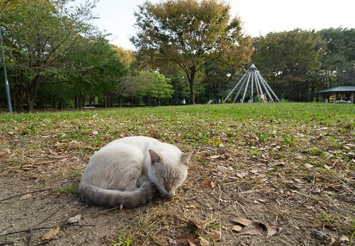 201210301605-DSC05396N.jpg