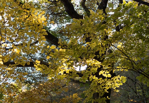 201211040958-DSC00677.jpg