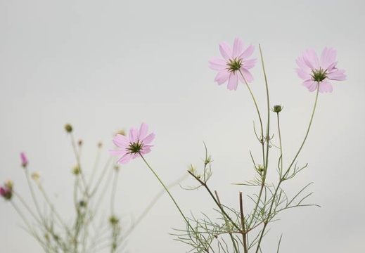 201211051021-DSC01173.jpg