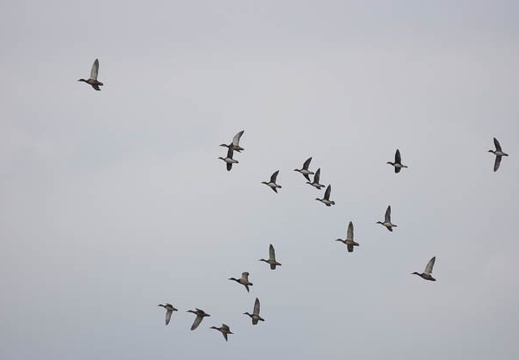 201211051041-DSC01221.jpg