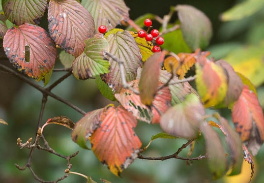 201211051049-DSC01245.jpg