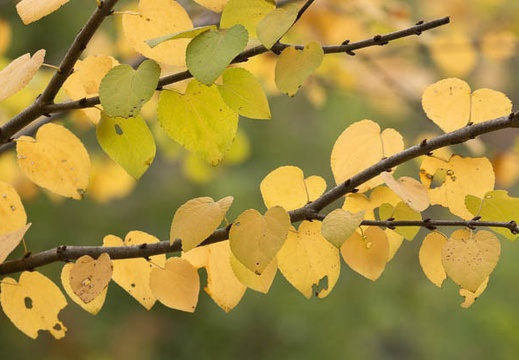 201211051052-DSC01257.jpg