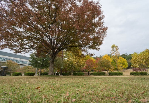 201211051127-DSC06267N.jpg