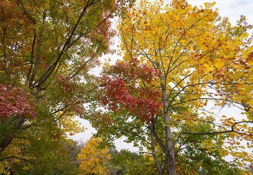 201211051128-DSC06271N.jpg