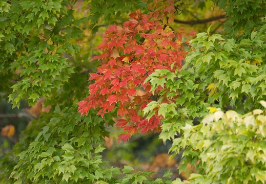 201211051130-DSC01323.jpg