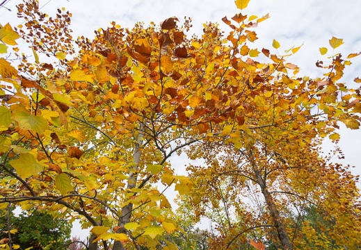 201211051133-DSC06276N.jpg