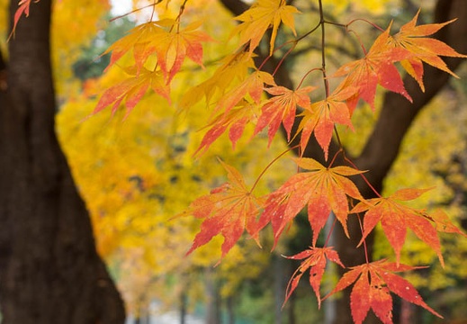 11.11 春日城址公園