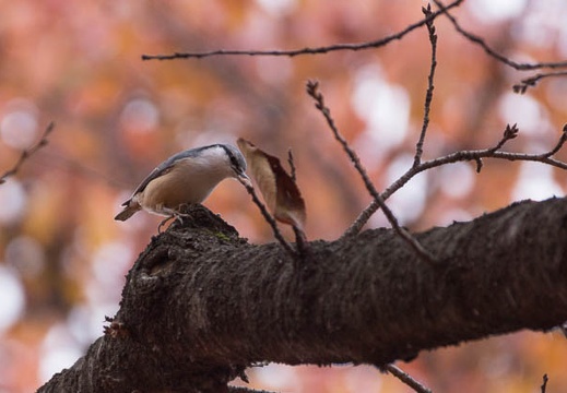 201211110923-DSC02140.jpg