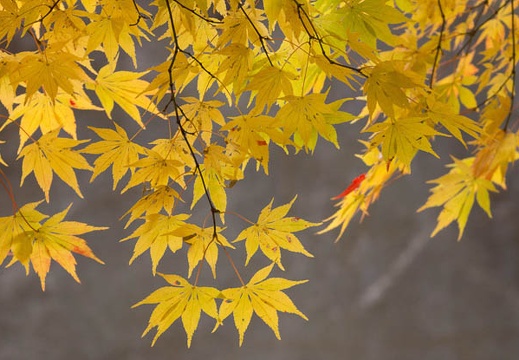 201211110927-DSC02155.jpg