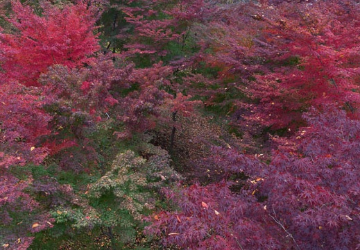 201211110951-DSC02208.jpg