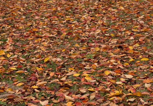 201211111001-DSC02232.jpg