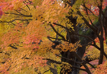 201211111006-DSC02245.jpg